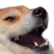 shibelol