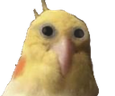 Birrb